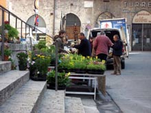 Blumenmarkt Perugia